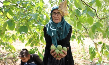 Bu köyün cevizi Amerika ve Avrupa'ya gönderiliyor!