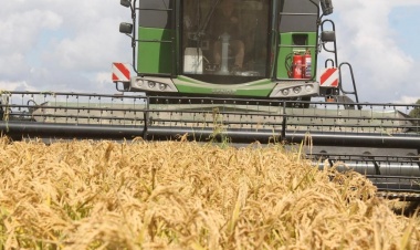 Çeltik hasadı başladı