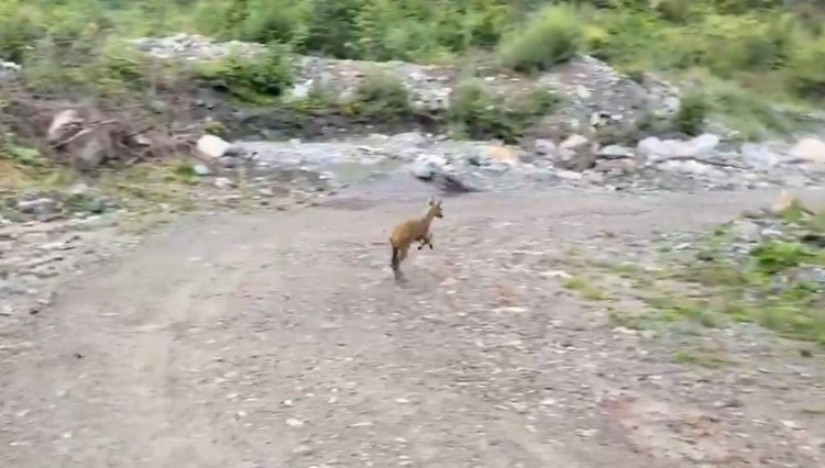 Yaralı karaca doğaya salındı