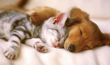 Hayvanların Hakkı: Empati ve Sorumluluk Üzerine Düşünceler