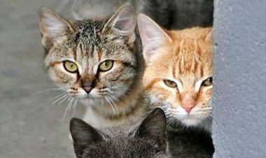 Kedilerin Mizah Dolu Dünyası