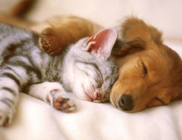 Hayvanların Hakkı: Empati ve Sorumluluk Üzerine Düşünceler