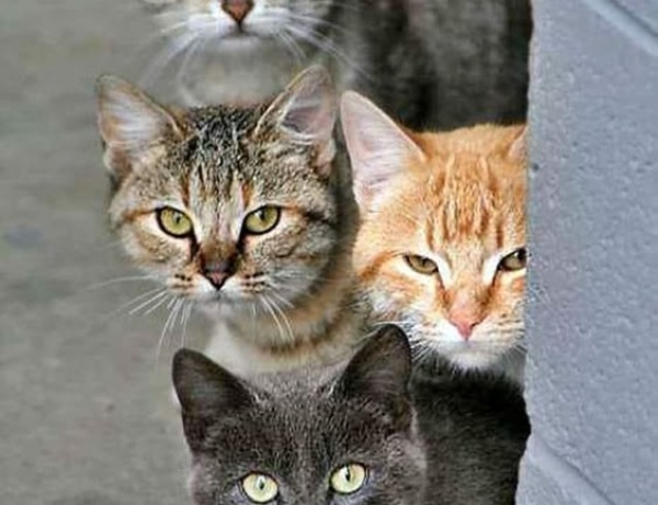 Kedilerin Mizah Dolu Dünyası