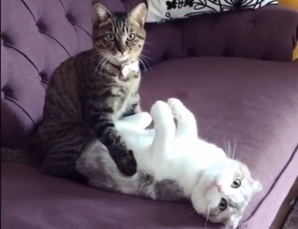 dwq wqd wqd wqd wqdwq