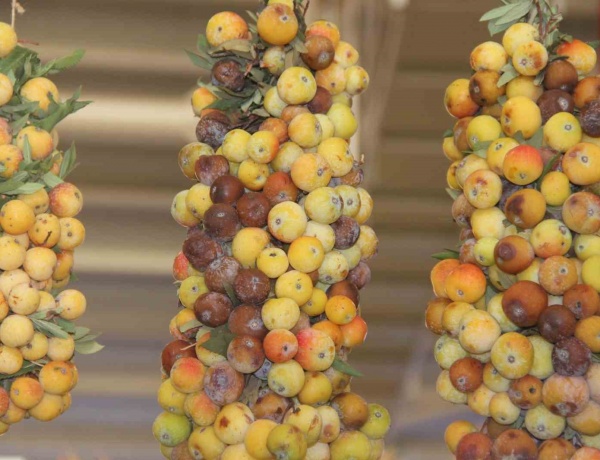 İki Yılda Bir Yetişen Üvez Meyvesi: Şeker, Böbrek ve Tansiyona İyi Geliyor