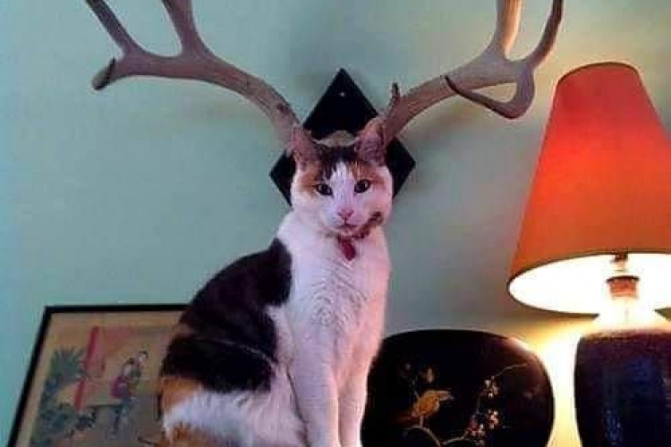 Çek kız çek feysbuka koruk.