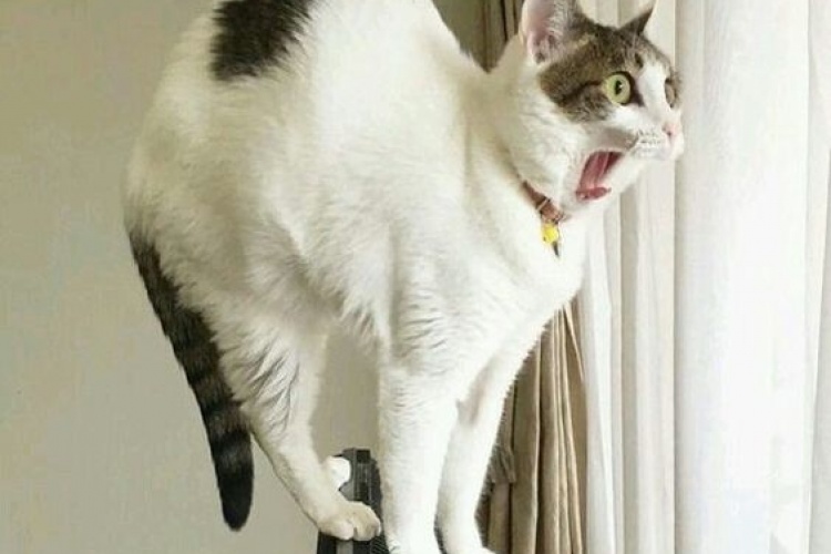 Yok be olm ne korkması.