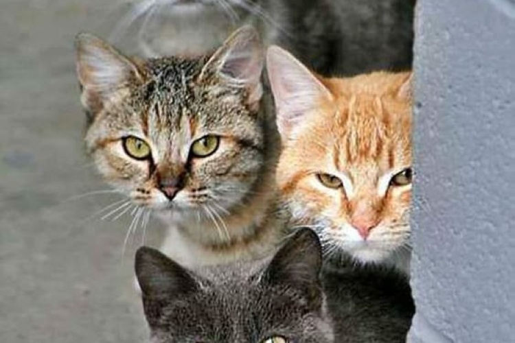 oooo bu fıstık mahalleye yeni mi düştü?