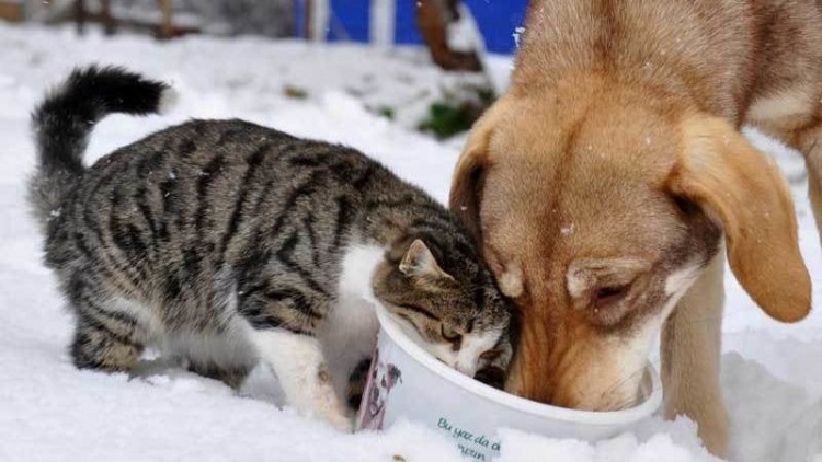 Hayvanların Hakkı: Empati ve Sorumluluk Üzerine Düşünceler