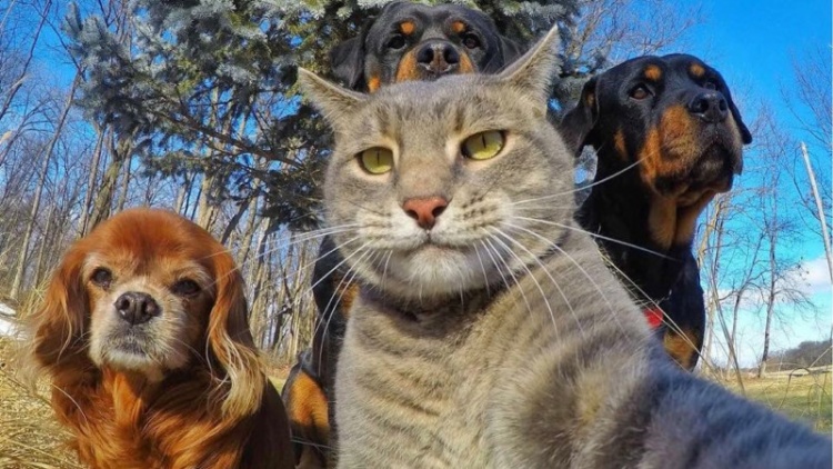 Hayvanların Hakkı: Empati ve Sorumluluk Üzerine Düşünceler