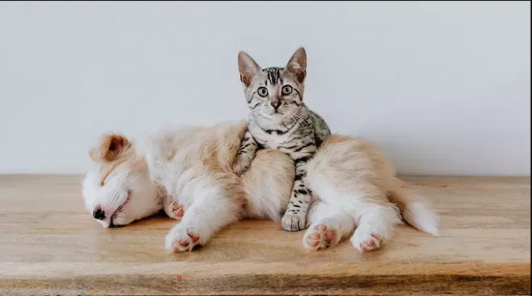 Hayvanların Hakkı: Empati ve Sorumluluk Üzerine Düşünceler