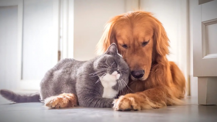 Hayvanların Hakkı: Empati ve Sorumluluk Üzerine Düşünceler